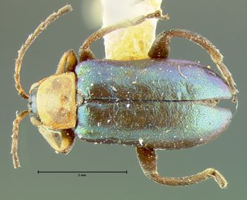 Media type: image;   Entomology 33872 Aspect: habitus dorsal view